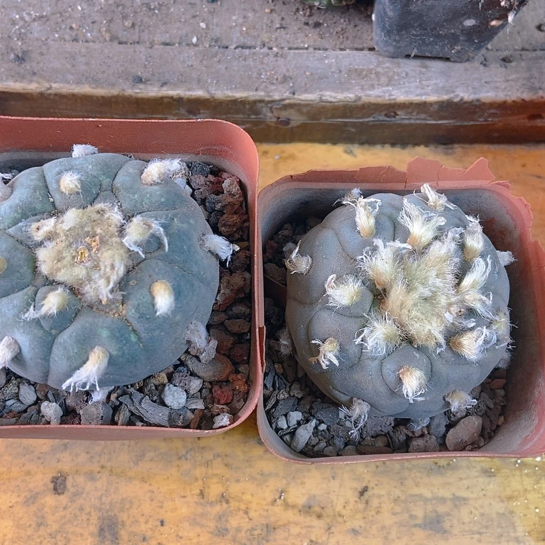 海鲜两个一物一拍