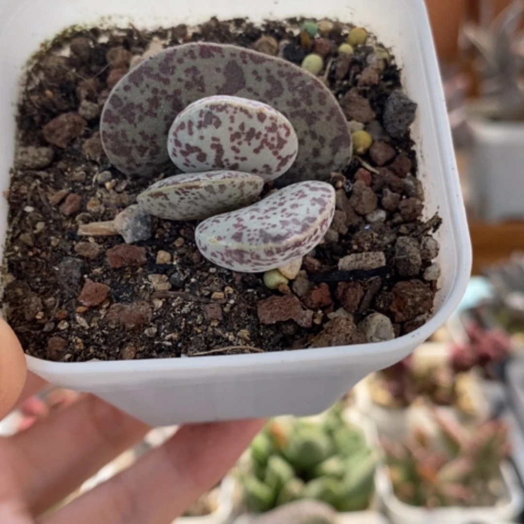 【闪购商品】无花朵花旦