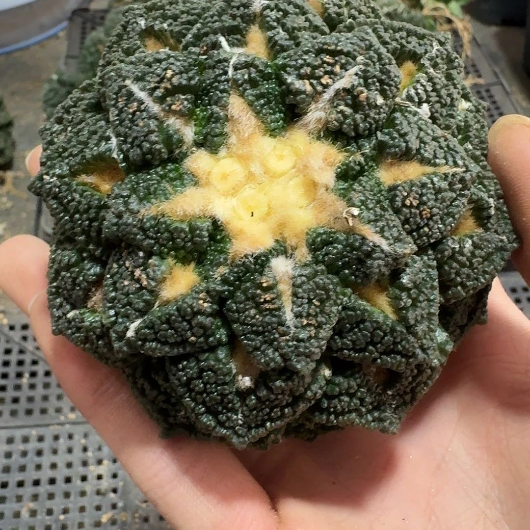 895好仙人球萝卜根