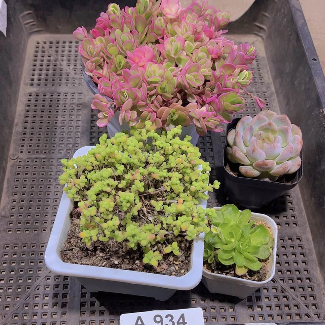 多肉934多肉植物