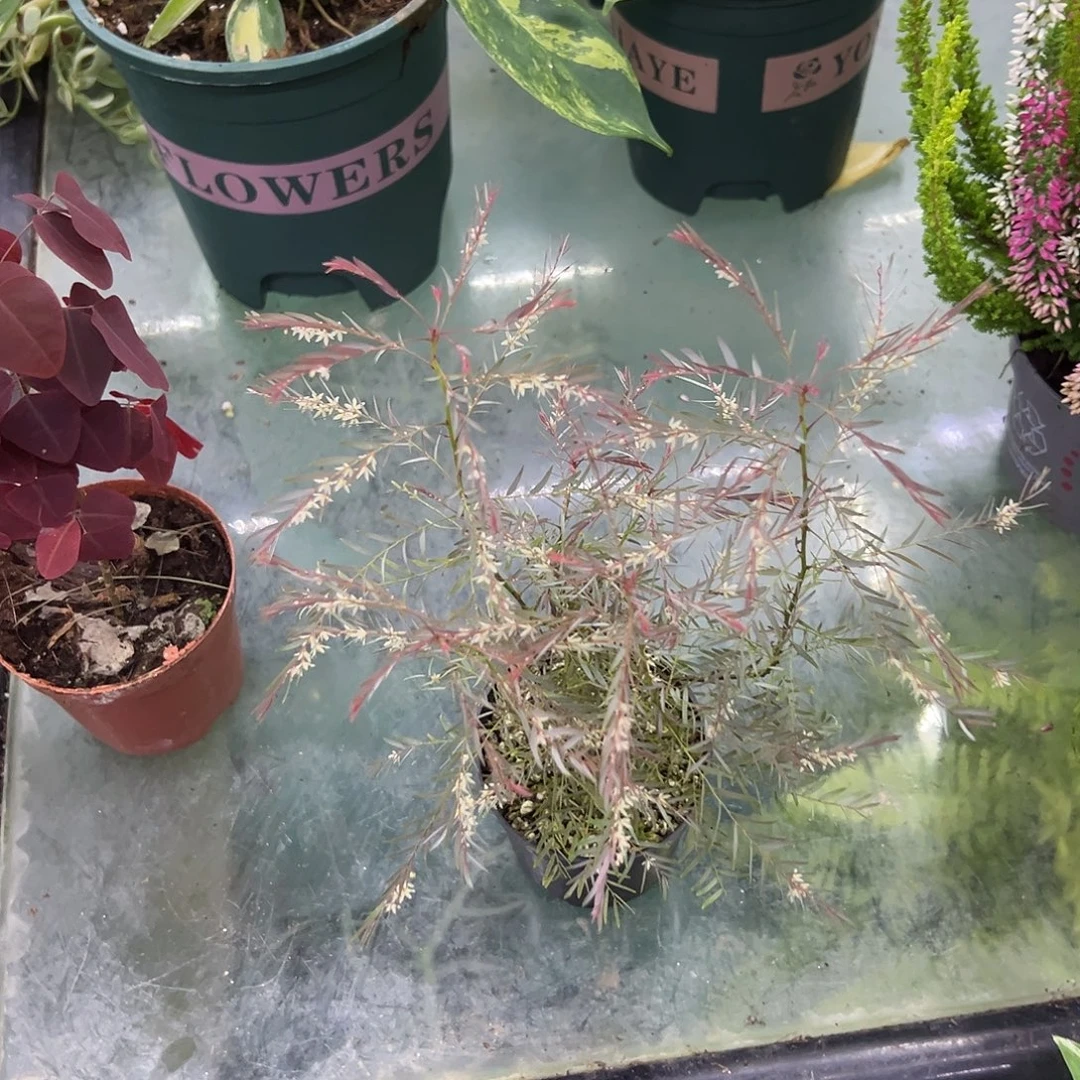 无花朵银叶叶下珠