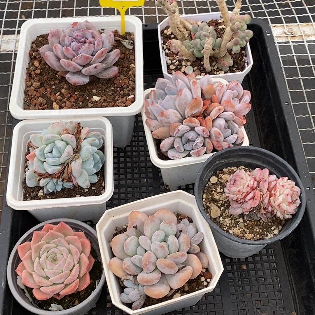 1120196筐拍福利不售后