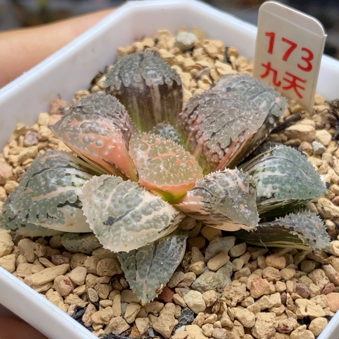 173号具味城锦多肉