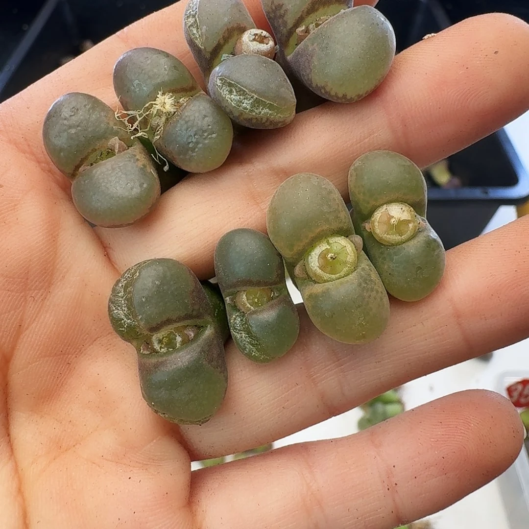 福利瑕疵风铃介意慎拍365