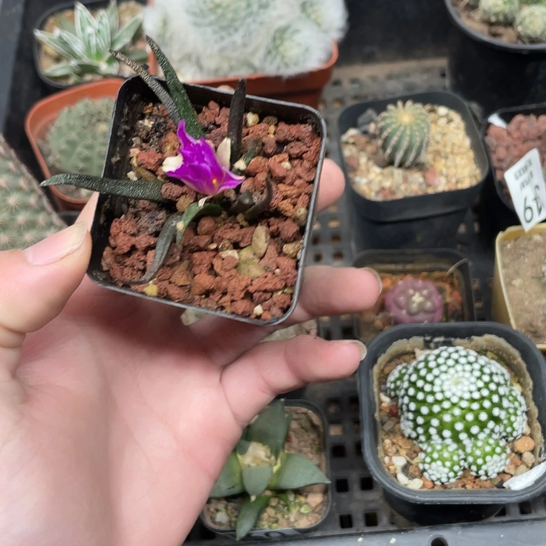 310龙舌兰牡丹（满18包邮）