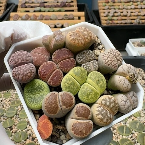 3457，彩套特价带盆土发货