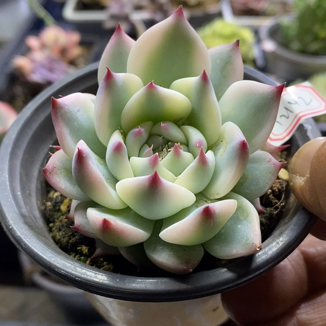 12142 吉娃娃覆轮锦多肉