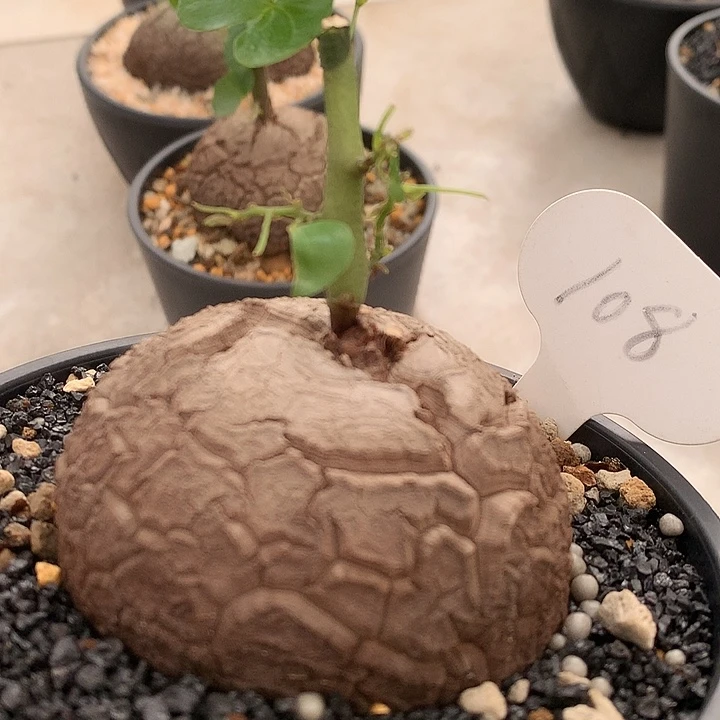 108龟甲龙7公分圆big哈哈哈哈