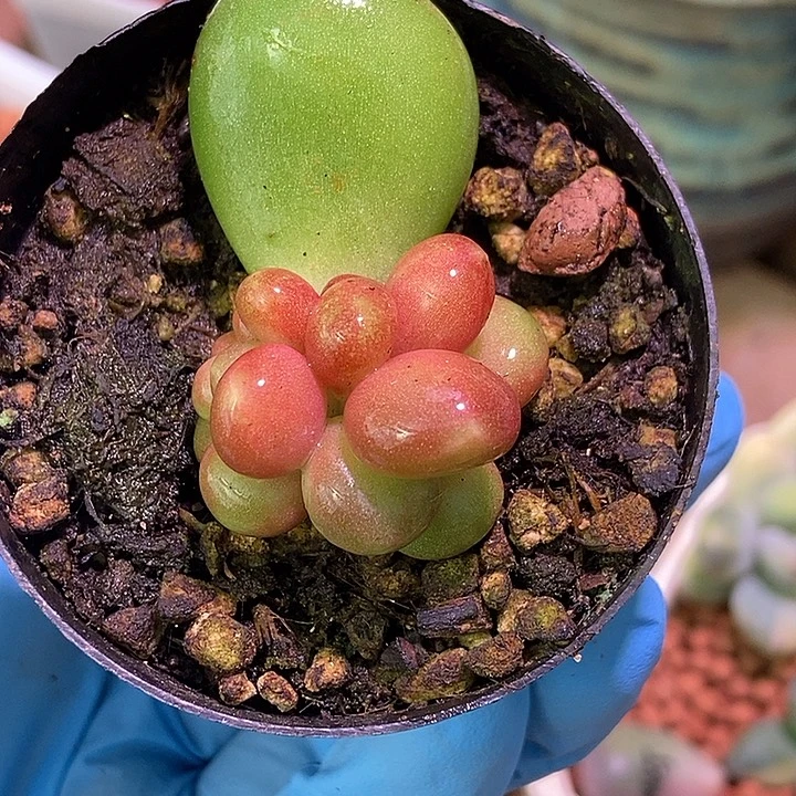 潘朵拉锦多肉植物