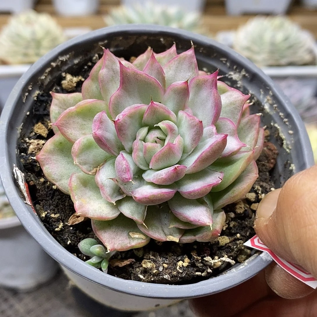 2562 不知名东云冰边雪花锦