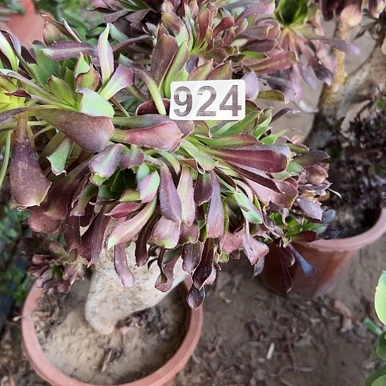 小***付多肉植物一个黑法
