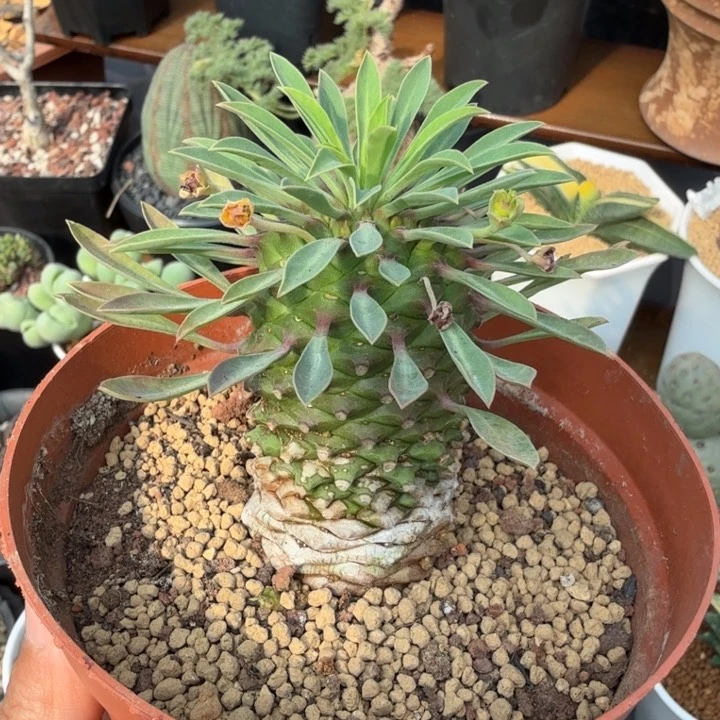 铁甲麒麟1356 （满28包邮）