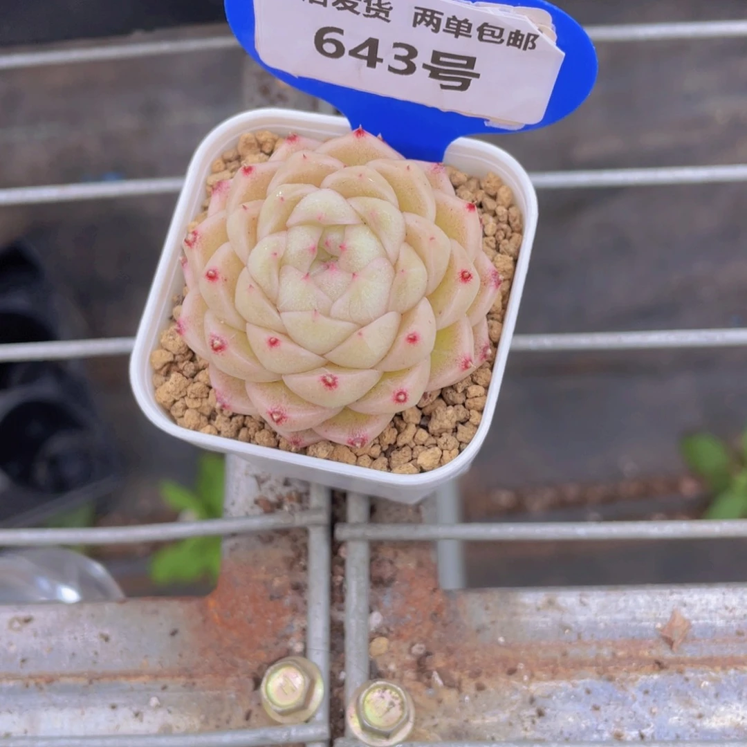 643号奶油包子麦秆