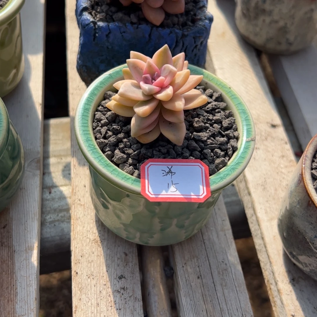 多肉植物多肉植物