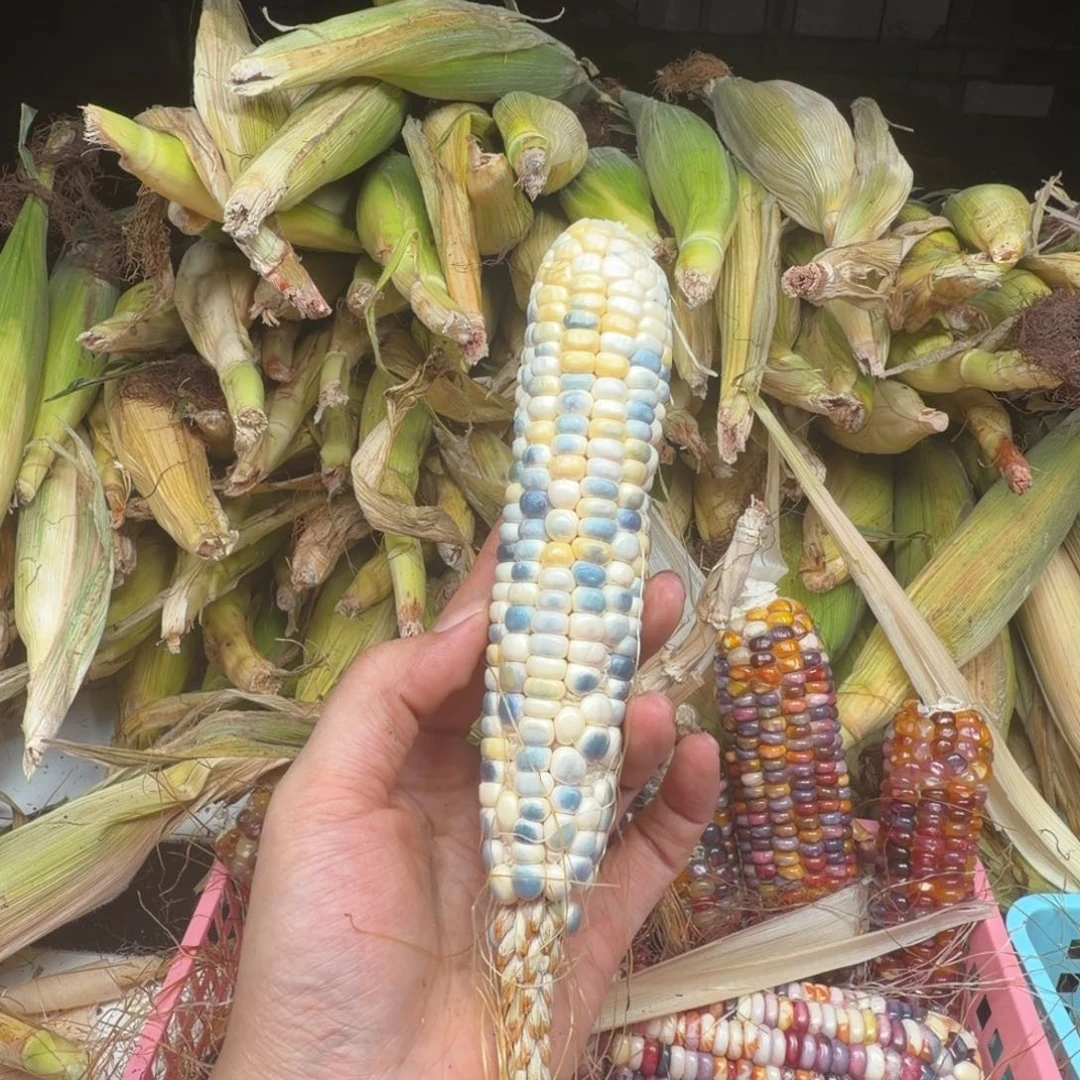 三***半柏香籽/百香籽吊坠