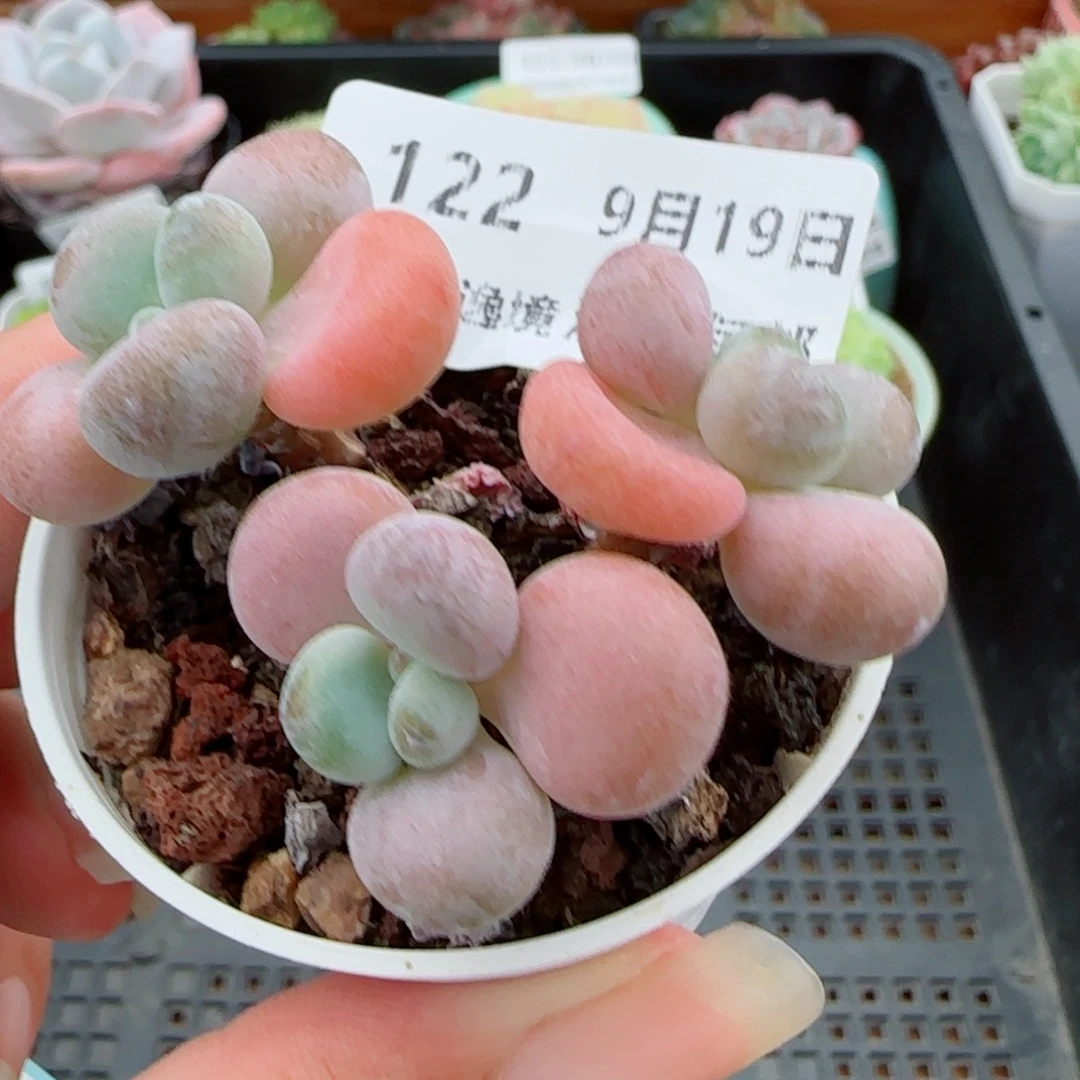 花语逸镜0919-122香水洛神