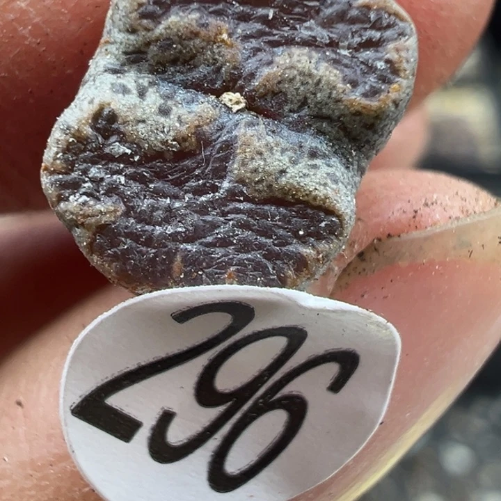 296号这颗多肉有点好看