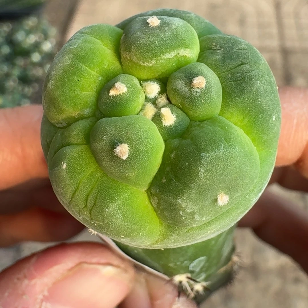 【闪购商品】荧光大尤鲜869