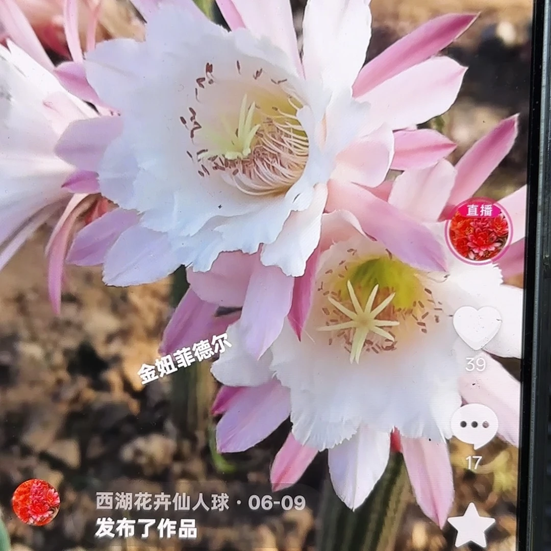 非得尔金8公分17 侧牙20包邮