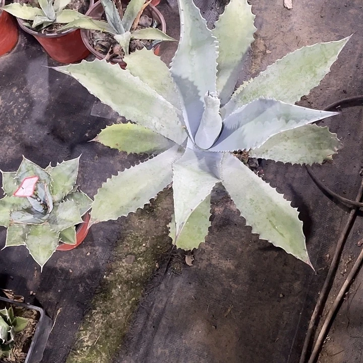 ℒ****无花朵龙舌兰绿色植物