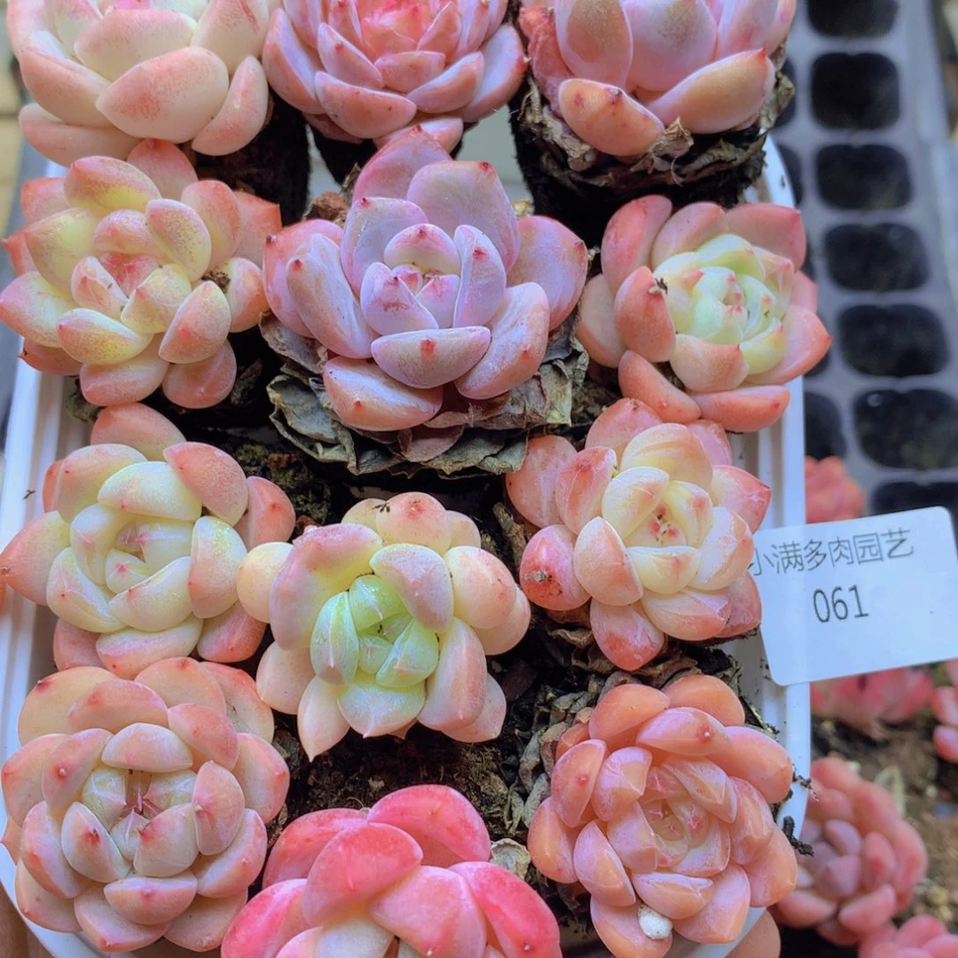 我要去买东西了啊我要061