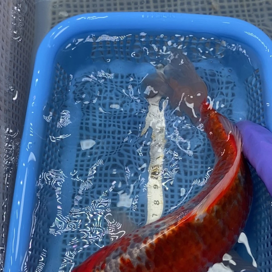 锦鲤冷水锦鲤包邮