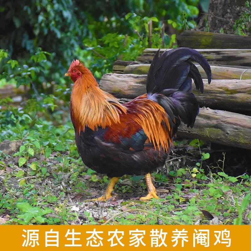 【深圳1-3小时到达】农家土阉鸡 清远老阉鸡 现宰现发毛重5.3-5.8斤
