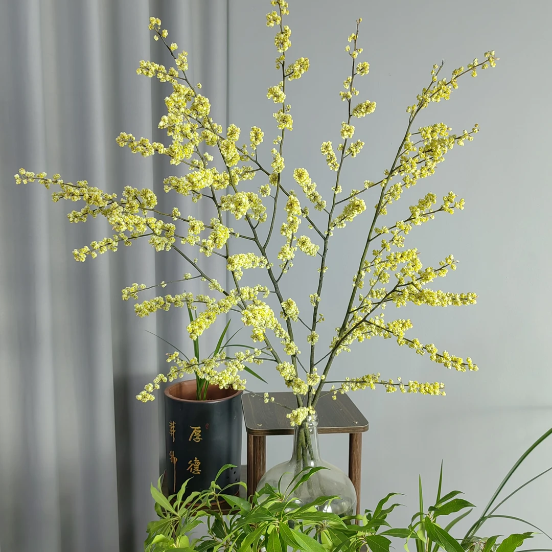 鲜切枝水培山姜子年宵花平替发财果山归来火棘果马醉木美男树吊钟