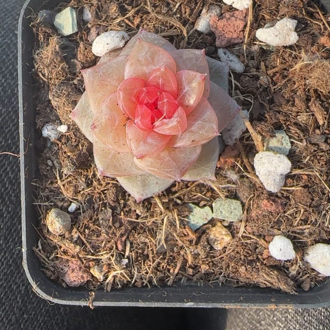 多肉小卡拉米糖心一物一拍