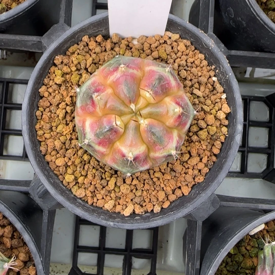 163-0213侧芽脱土发多肉