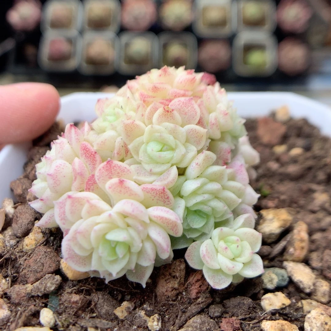 G62定繁编号A120 f