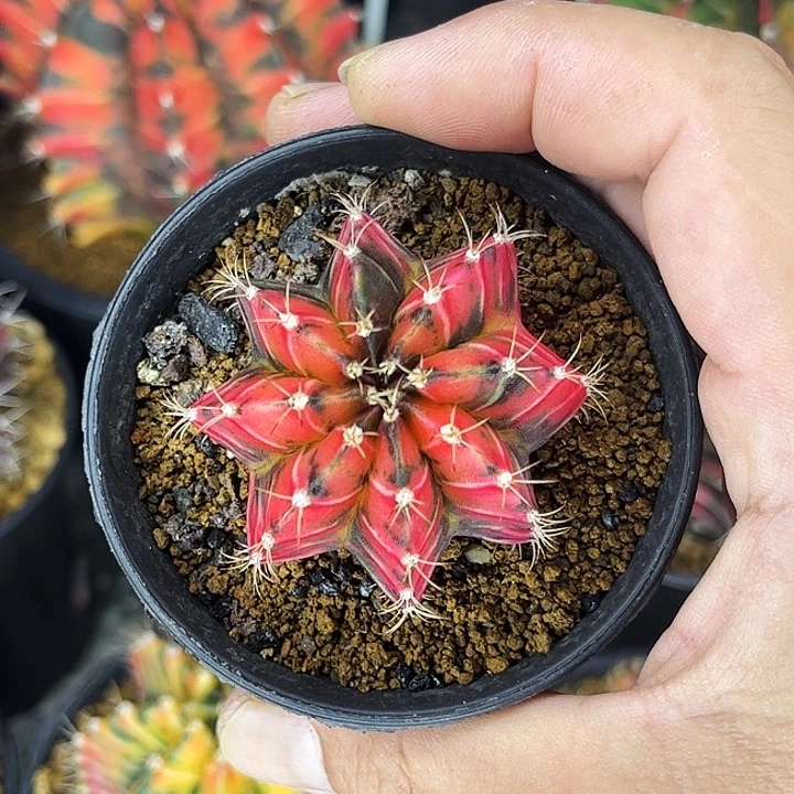 泰系红老虎一物一拍02