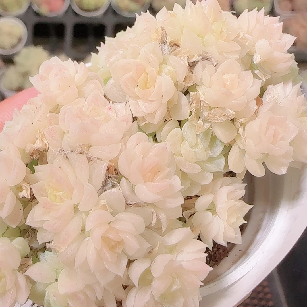 花语逸镜1123-293散