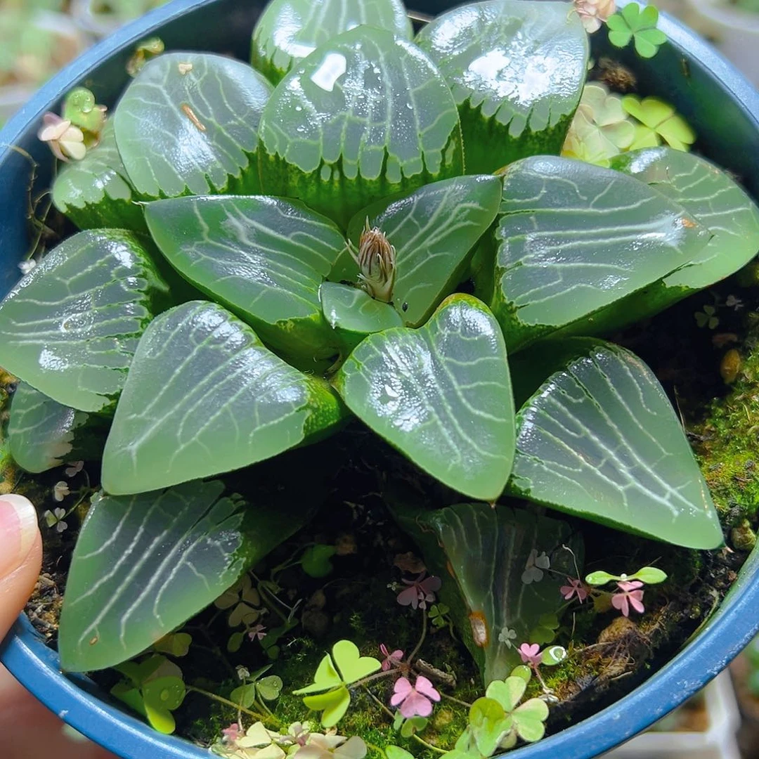 加仑盆月影母本玉露多肉一颗