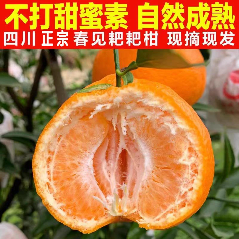 【现摘现发】四川眉山春见耙耙柑果园产地直发新鲜特级柑橘甘甜爆汁