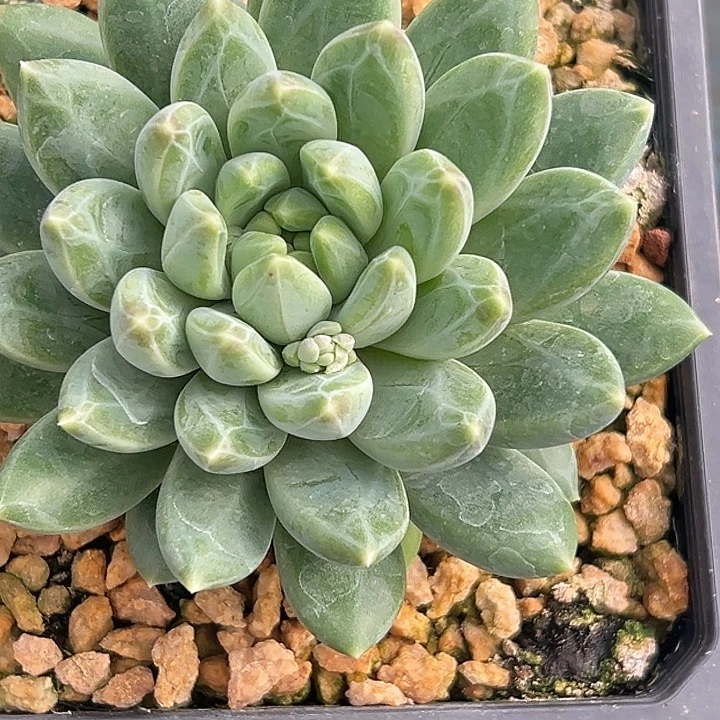 枝***风美人特价一物一拍