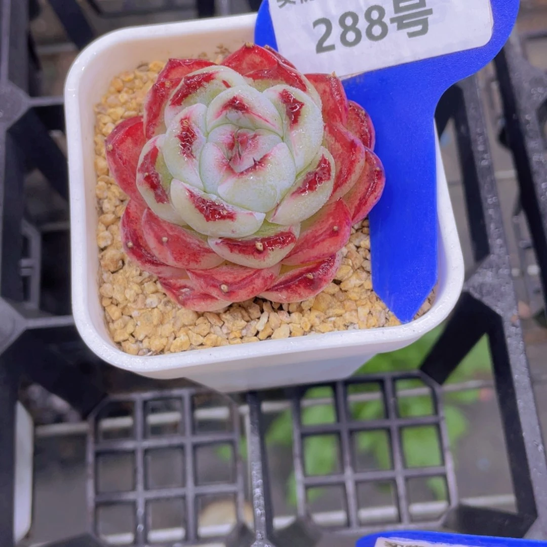 288号孤品美肉一个