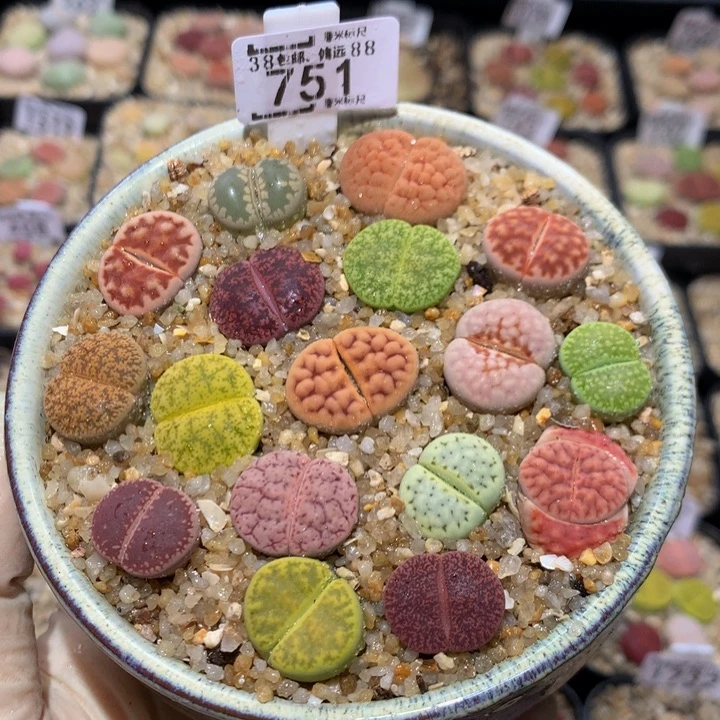 Sss精品生石花751