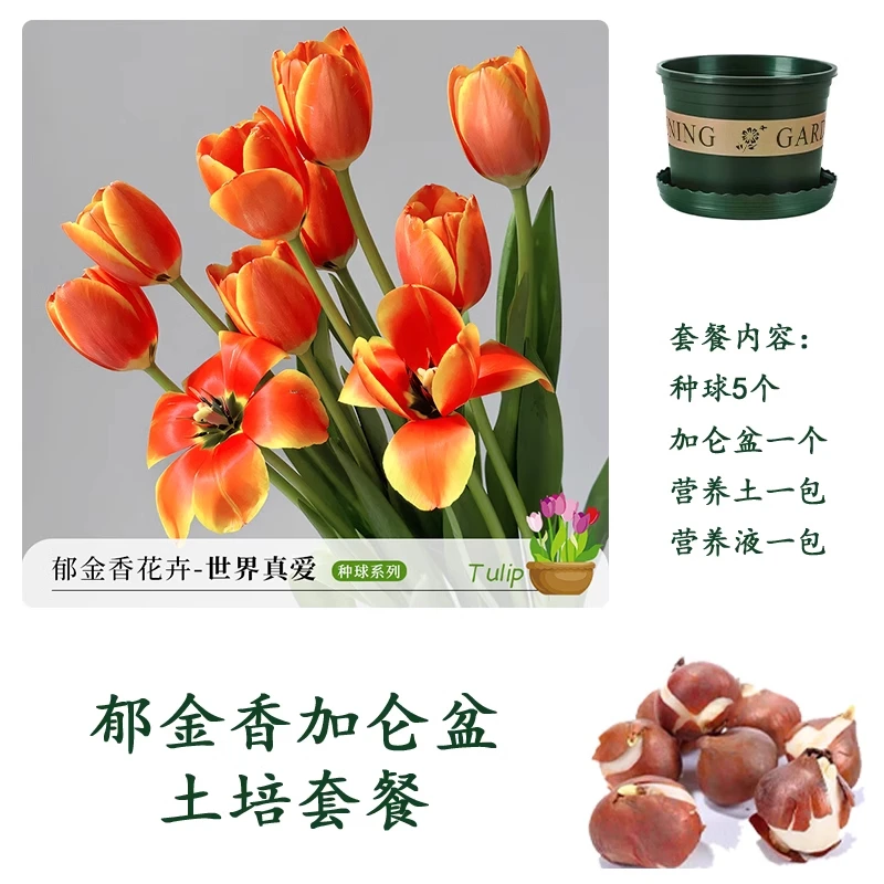 郁金香种球水培花卉土养植物室内花四季好养活盆栽花苗鲜花种籽子