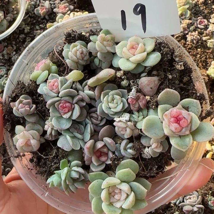 19 号绝绝子多肉一盒