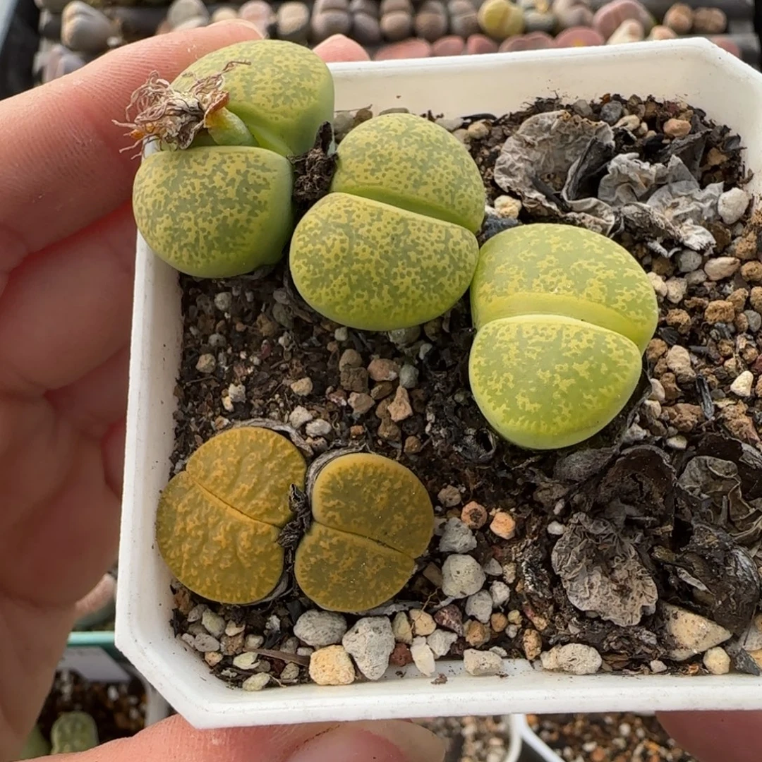 11.24。清盒福利三颗。8031