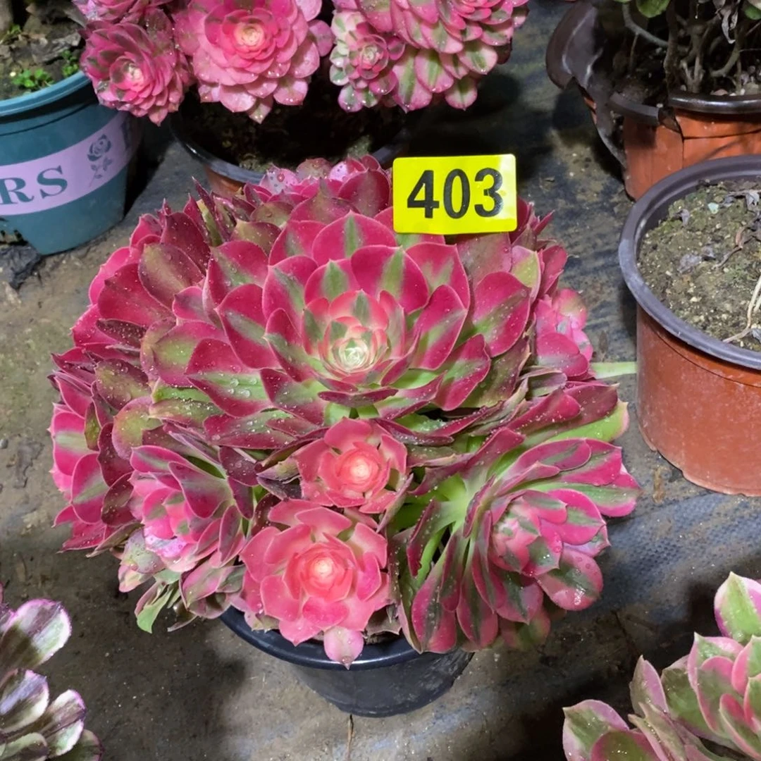 香妃多肉法师403