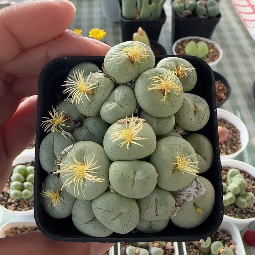 大饼大饼大饼大饼