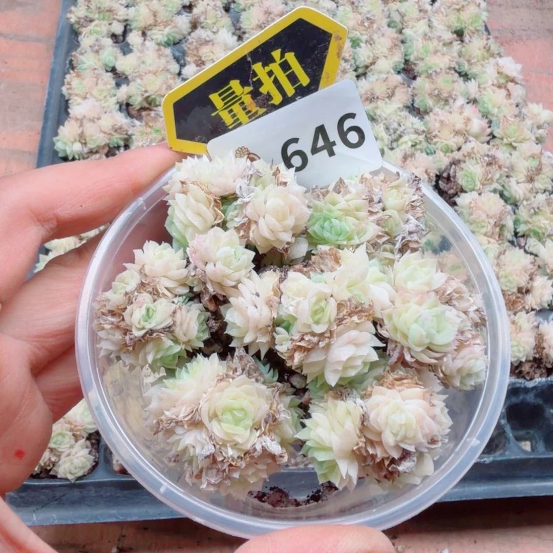 多肉植物多肉植物