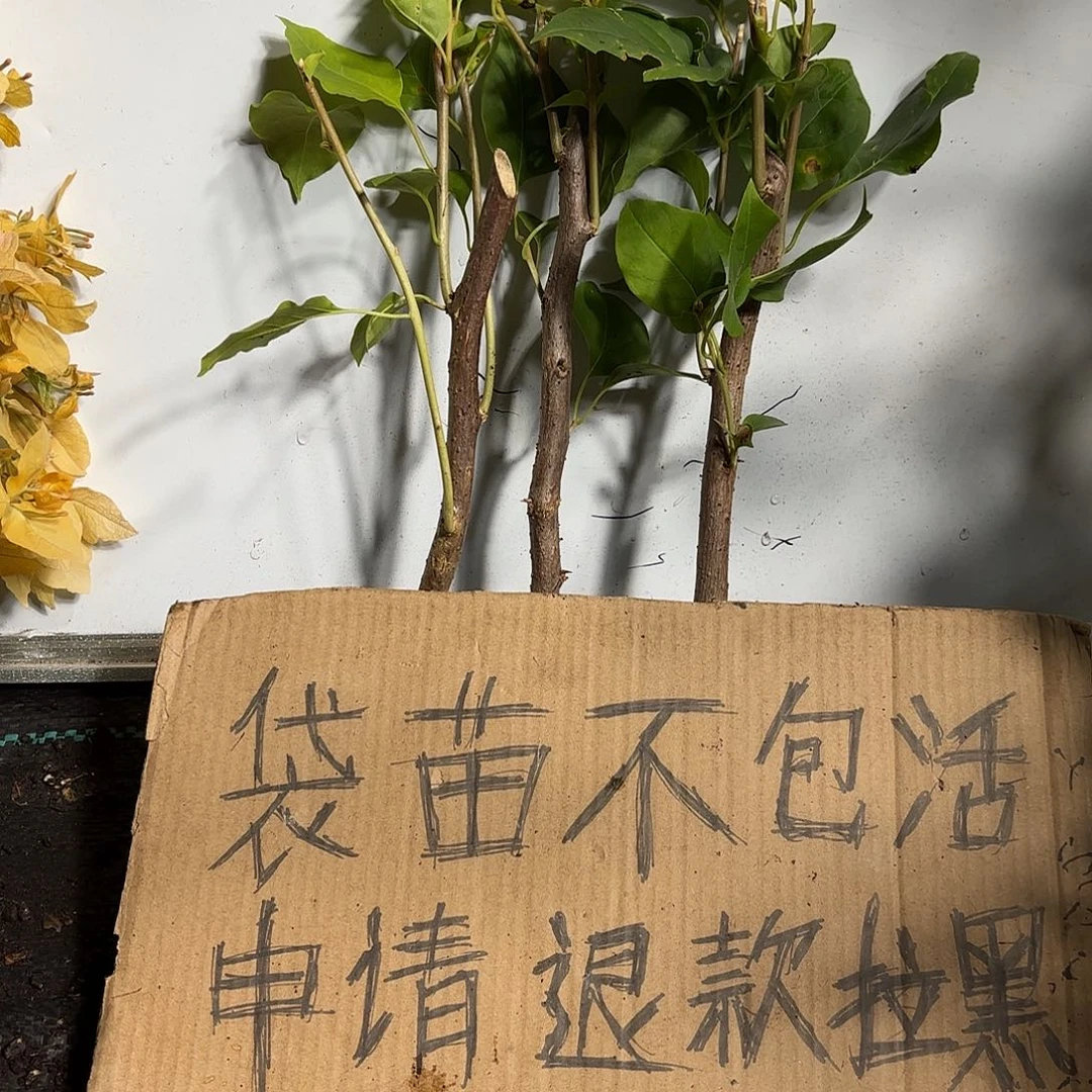 汪***森当前无花栽培后可以开花袋苗盲盒三颗