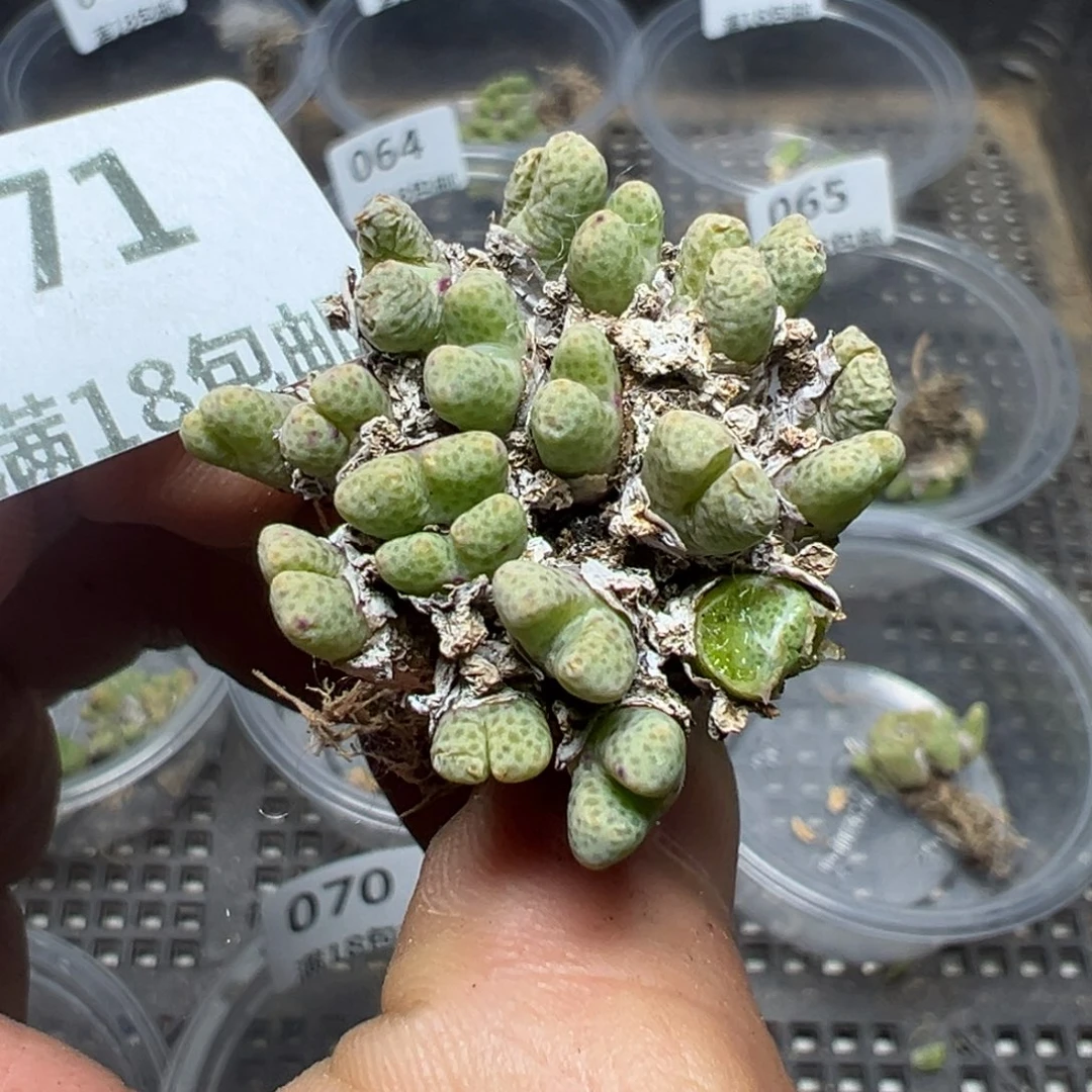 【闪购商品】 071。