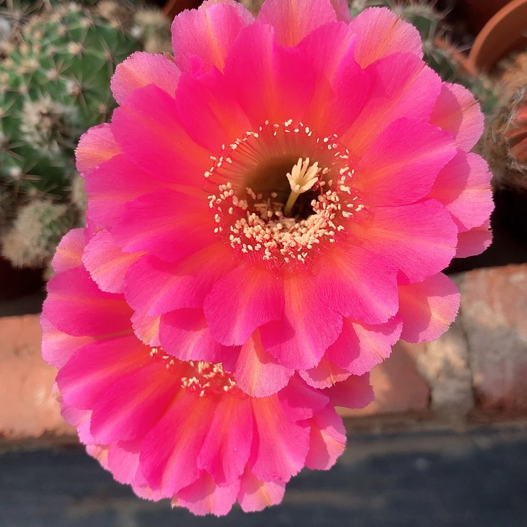 2476实生彩草10公分杯