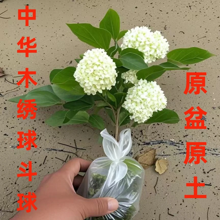 中华木绣球斗球苗木本绣球庭院花园风景树懒人公主网红花植物绿化