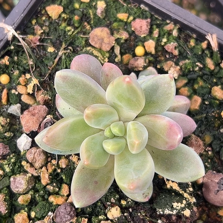 橙色奇迹美人特价