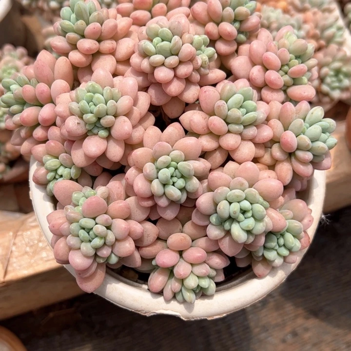 鱼籽酱多肉植物3-8